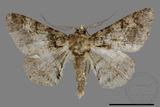 ǦW:Alcis taiwanovariegata