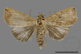 ǦW:Sesamia sp.