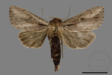 ǦW:Sesamia sp.