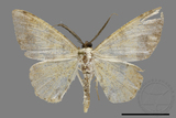 ǦW:Lophobates ochrolaria