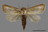 ǦW:Sesamia sp.