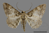 ǦW:Alcis taiwanovariegata