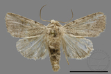 ǦW:Athetis sp.