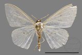 ǦW:Scopula sp.