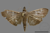 ǦW:Crambidae sp.