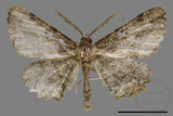 ǦW:Menophra mitsundoi