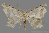 ǦW:Chiasmia sp.