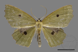 ǦW:Chlorodontopera discospilata