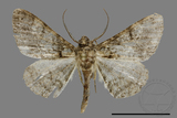 ǦW:Alcis taiwanovariegata