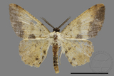 ǦW:Lophobates ochrolaria