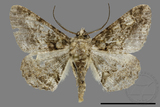 ǦW:Alcis taiwanovariegata