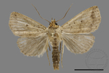 ǦW:Xylostola indistincta