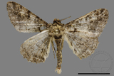 ǦW:Alcis taiwanovariegata