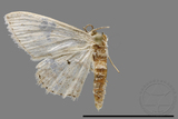 ǦW:Scopula sp.