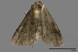 ǦW:Naarda sp.