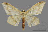 ǦW:Zanclopera calidata