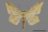 ǦW:Zanclopera calidata