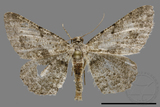 ǦW:Psilalcis breta rantaizana