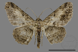 ǦW:Psilalcis breta rantaizana