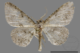 ǦW:Psilalcis breta rantaizana