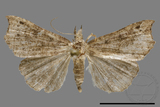 ǦW:Noctuidae sp.