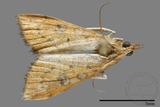 ǦW:Crambidae sp.