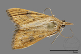 ǦW:Crambidae sp.