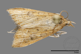 ǦW:Crambidae sp.