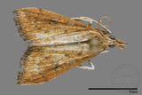 ǦW:Crambidae sp.