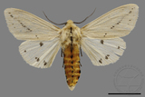 ǦW:Spilarctia subtestacea