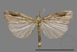 ǦW:Noctuidae sp.