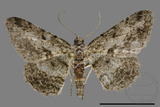 ǦW:Psilalcis breta rantaizana