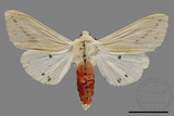 ǦW:Spilarctia taiwanensis