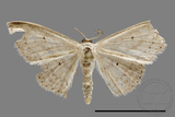 ǦW:Scopula sp.