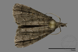 ǦW:Naarda sp.