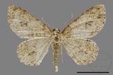 ǦW:Ectropis bhurmitra