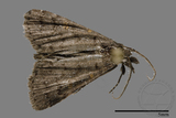 ǦW:Naarda sp.