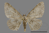 ǦW:Psilalcis breta rantaizana