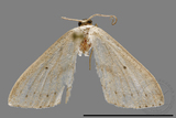 ǦW:Scopula sp.