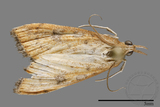 ǦW:Crambidae sp.