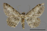 ǦW:Psilalcis breta rantaizana