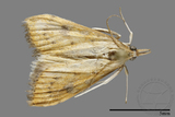 ǦW:Crambidae sp.