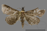 ǦW:Naarda sp.