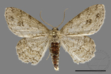 ǦW:Ectropis excellens