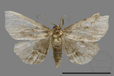 ǦW:Bertula centralis