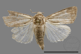 ǦW:Athetis sp.