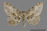 ǦW:Psilalcis breta rantaizana