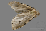 ǦW:Noctuidae sp.