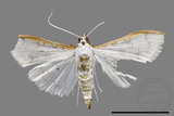 ǦW:Palpita sp.