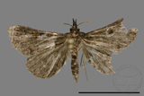 ǦW:Naarda sp.